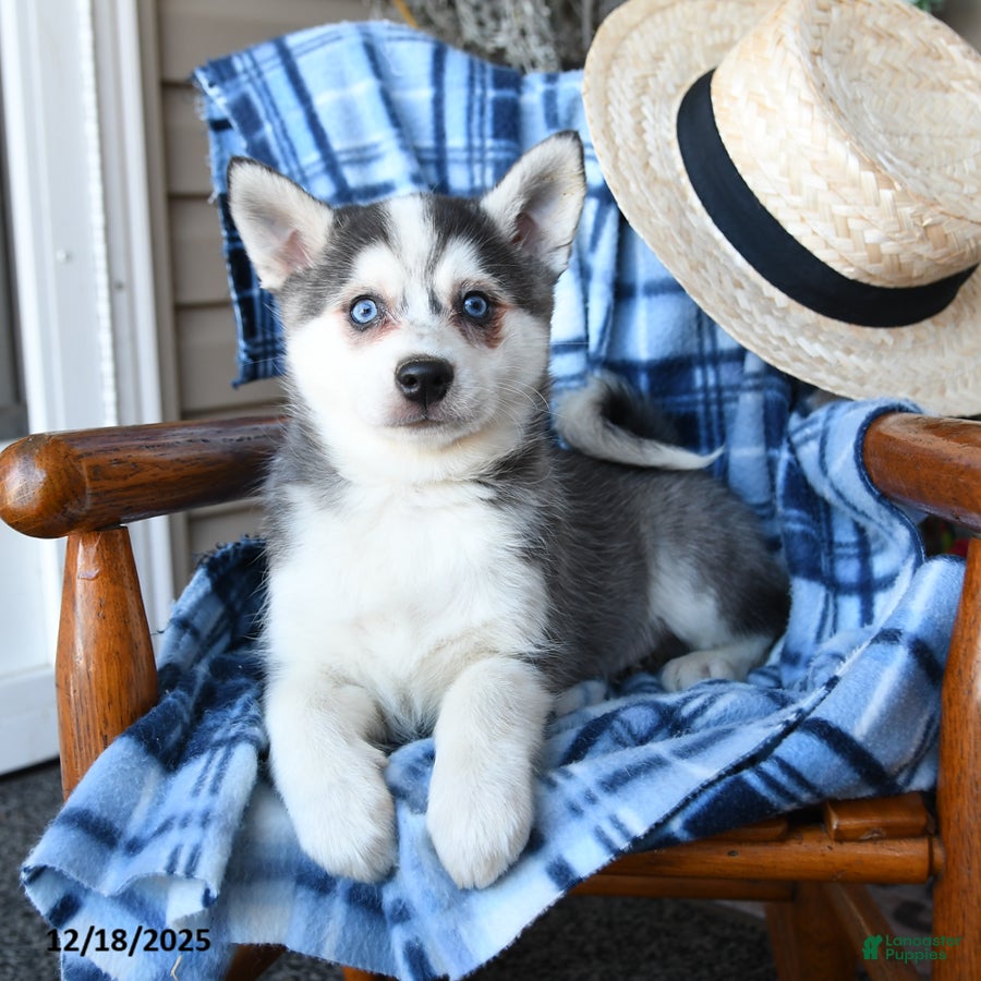 Alaskan Klee Kai dogs Storm   - Ad 1