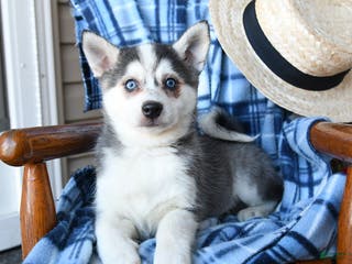 Alaskan Klee Kai dogs Storm - Ad 1