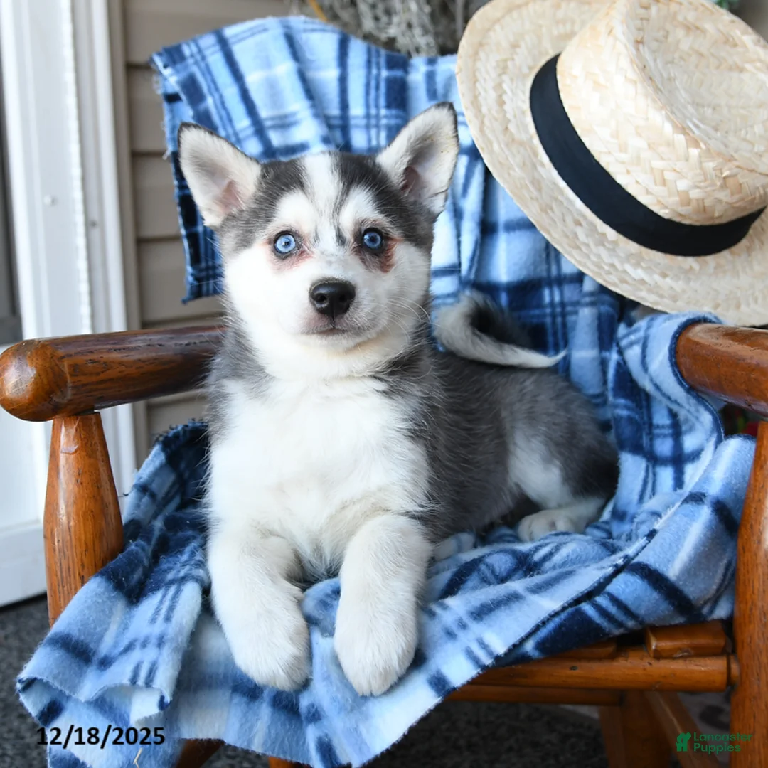 Alaskan Klee Kai dogs for sale: Storm   - Ad 4