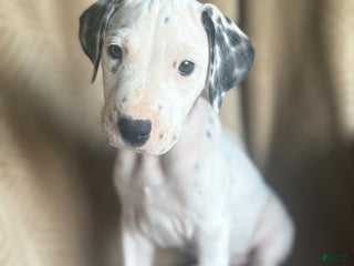 Mixed Breed dogs Jane - Ad 33