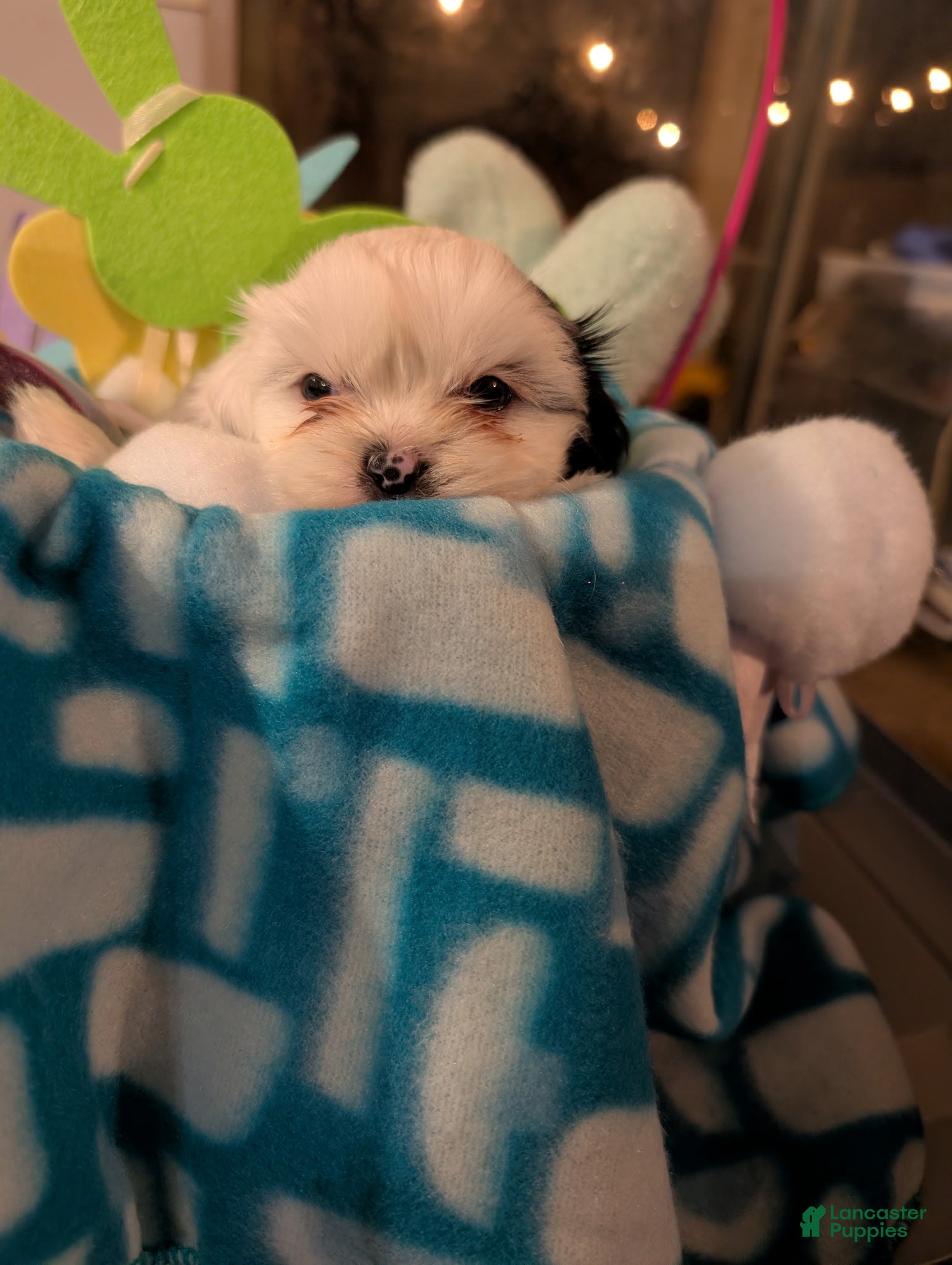 Malshi dogs Malshi Puppy 3 - Ad 3