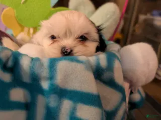 Malshi dogs Malshi Puppy 3 - Ad 11