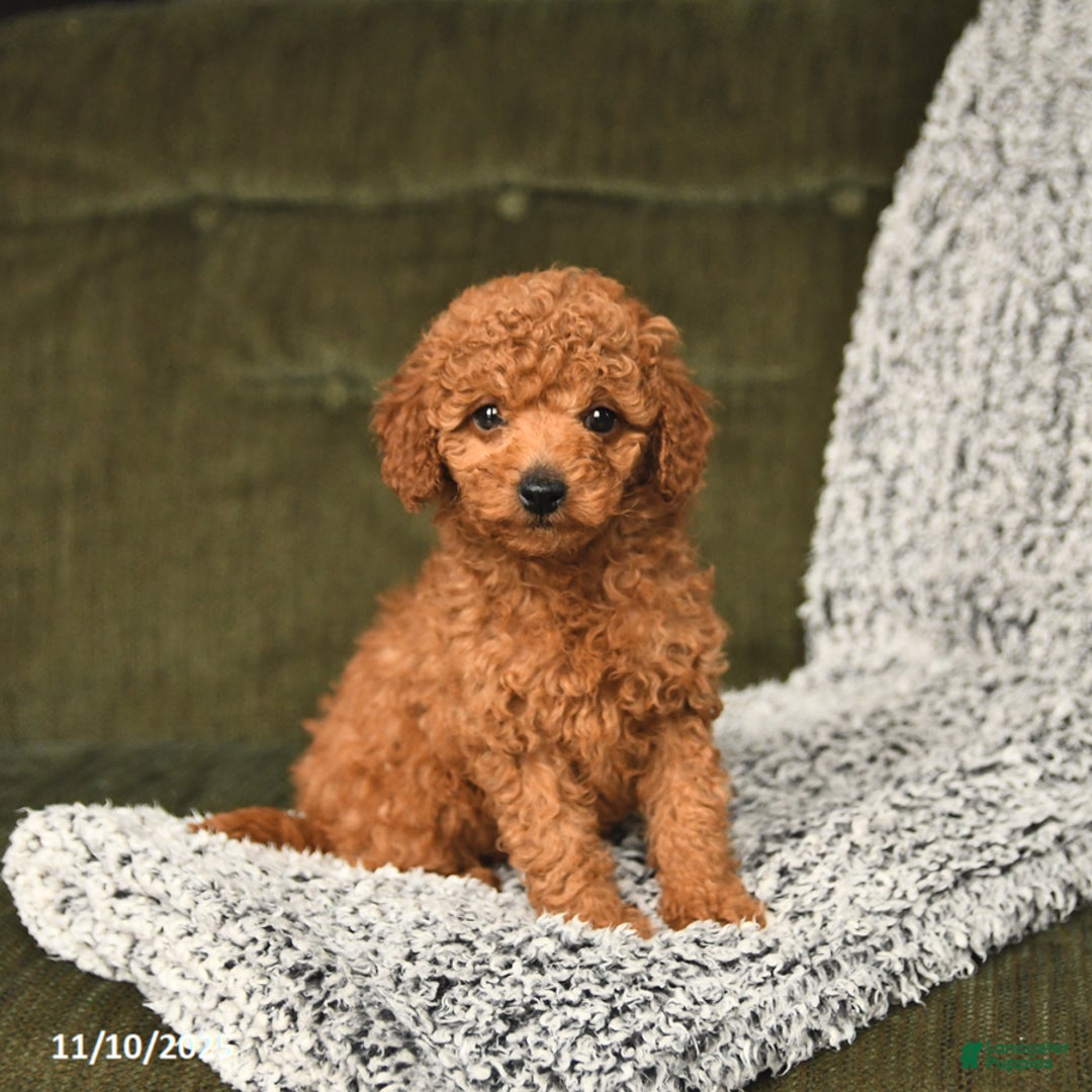 Toy Poodle dogs for sale: Carter - Ad 1