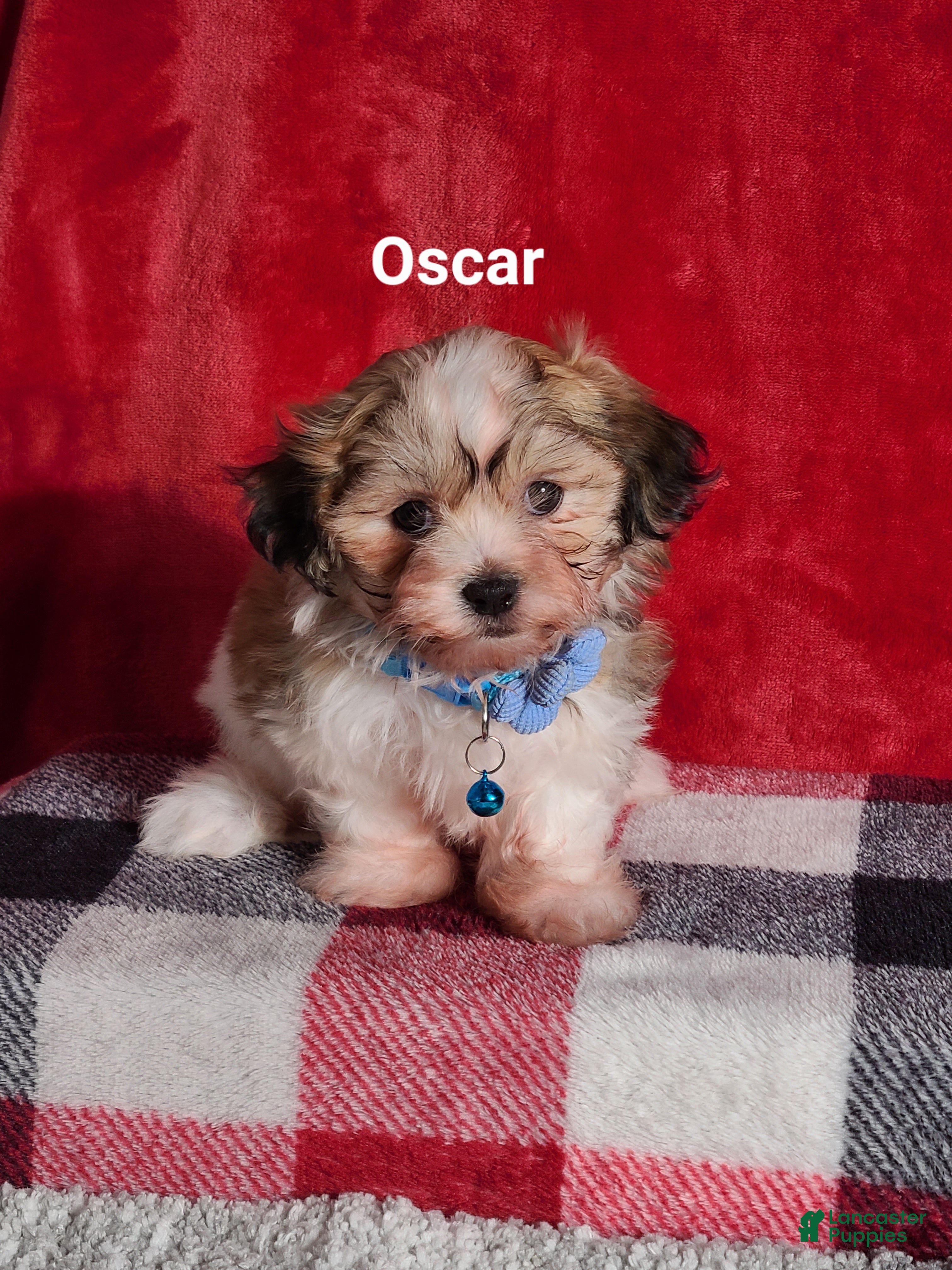 Teddy Bear dogs Oscar  - Ad 33