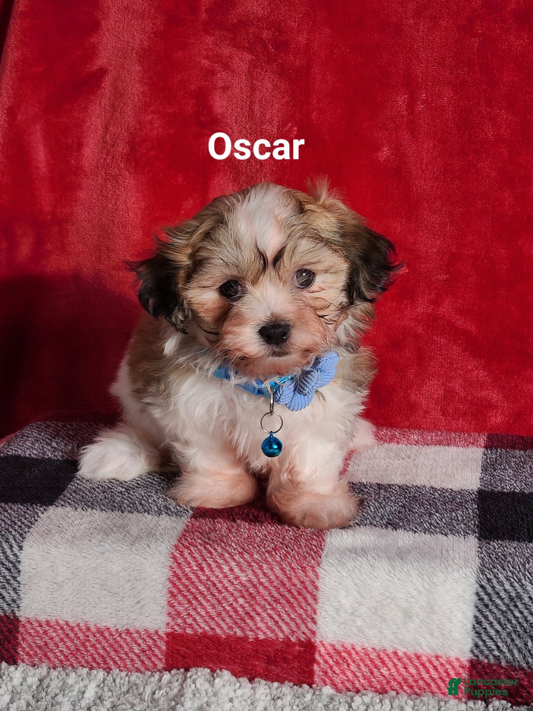 Teddy Bear dogs for sale: Oscar  - Ad 1