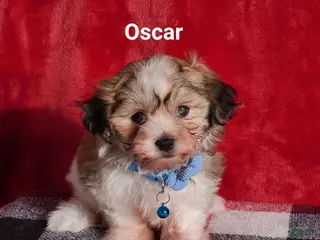 Teddy Bear dogs Oscar - Ad 1