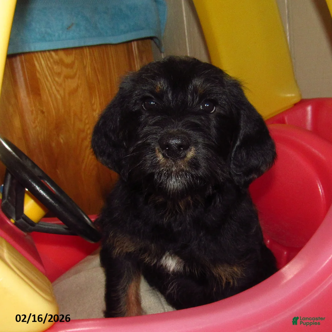 Labradoodle dogs for sale: Asher - Ad 4