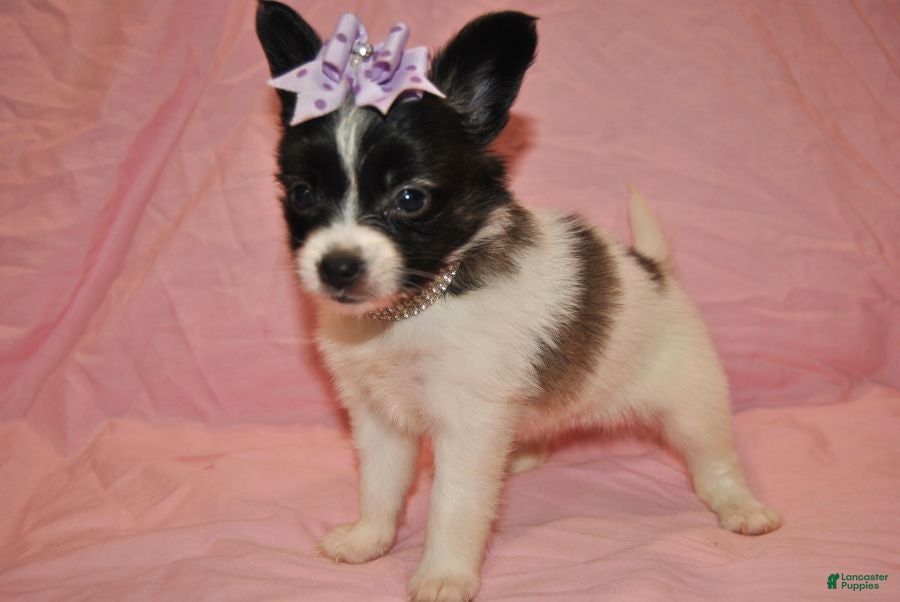 Papillon dogs for sale: Harley  - Ad 1