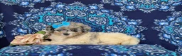 Mini Bernedoodle dogs for sale: Gemini Hypoallergenic - Ad 4