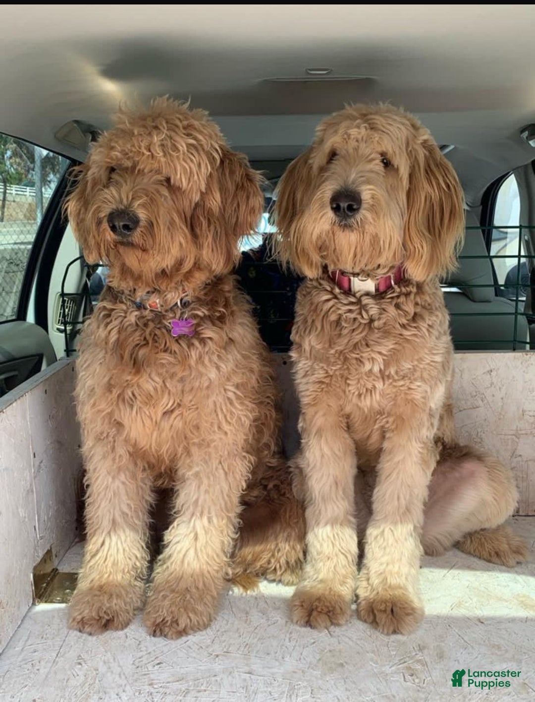 Gallery Image {{count}}