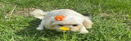 Shih Tzu dogs for sale: Cinderella  - Ad 4