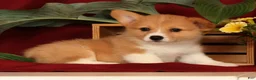 Welsh Corgi Pembroke dogs for sale: Jessica - Ad 6