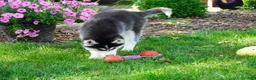 Siberian Husky dogs for sale: Timber - Ad 3