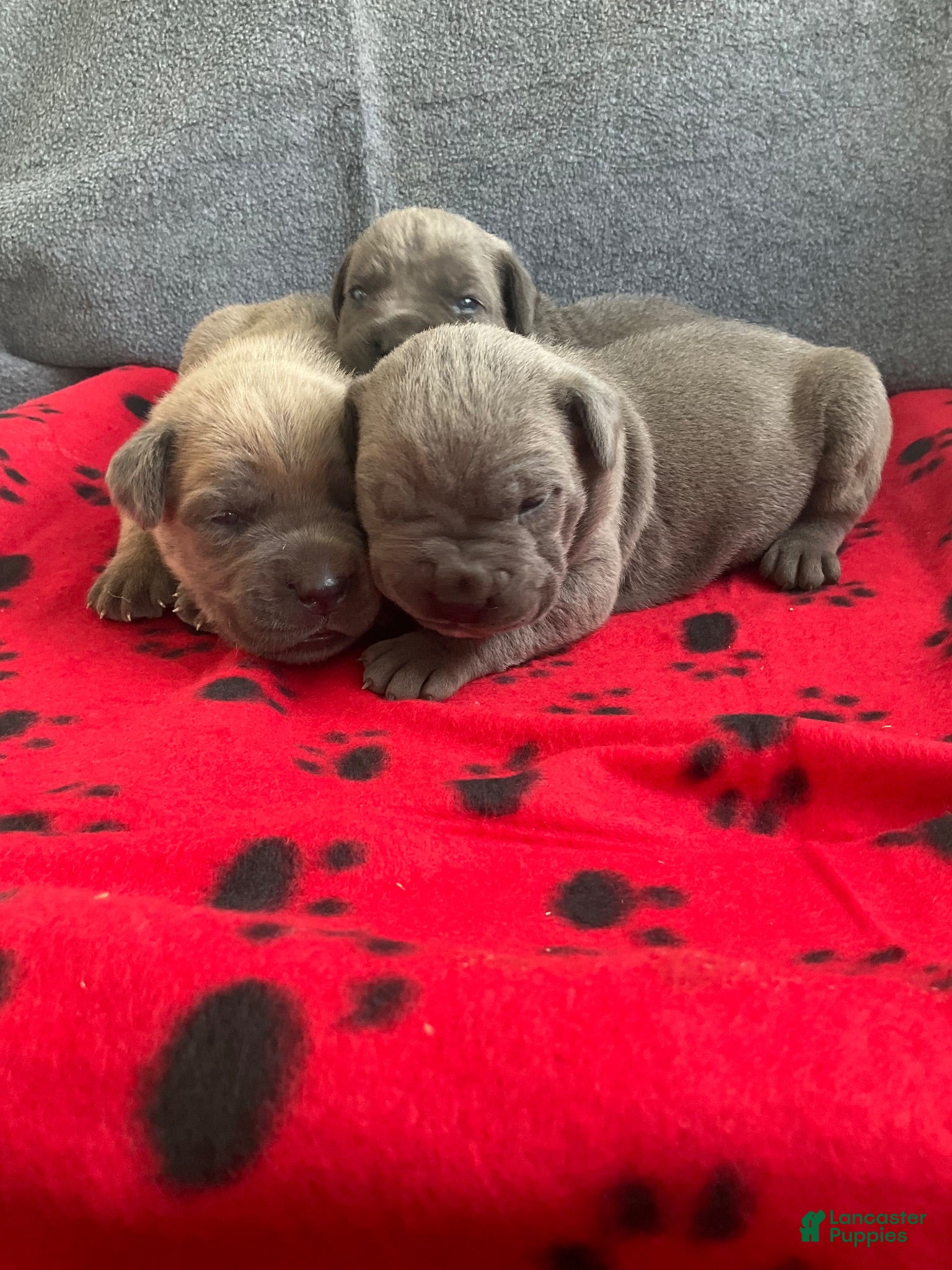 Cane Corso dogs Cane Corso 2 - Ad 9