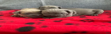 Cane Corso 2