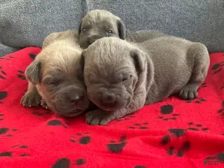 Cane Corso dogs Cane Corso 2 - Ad 9
