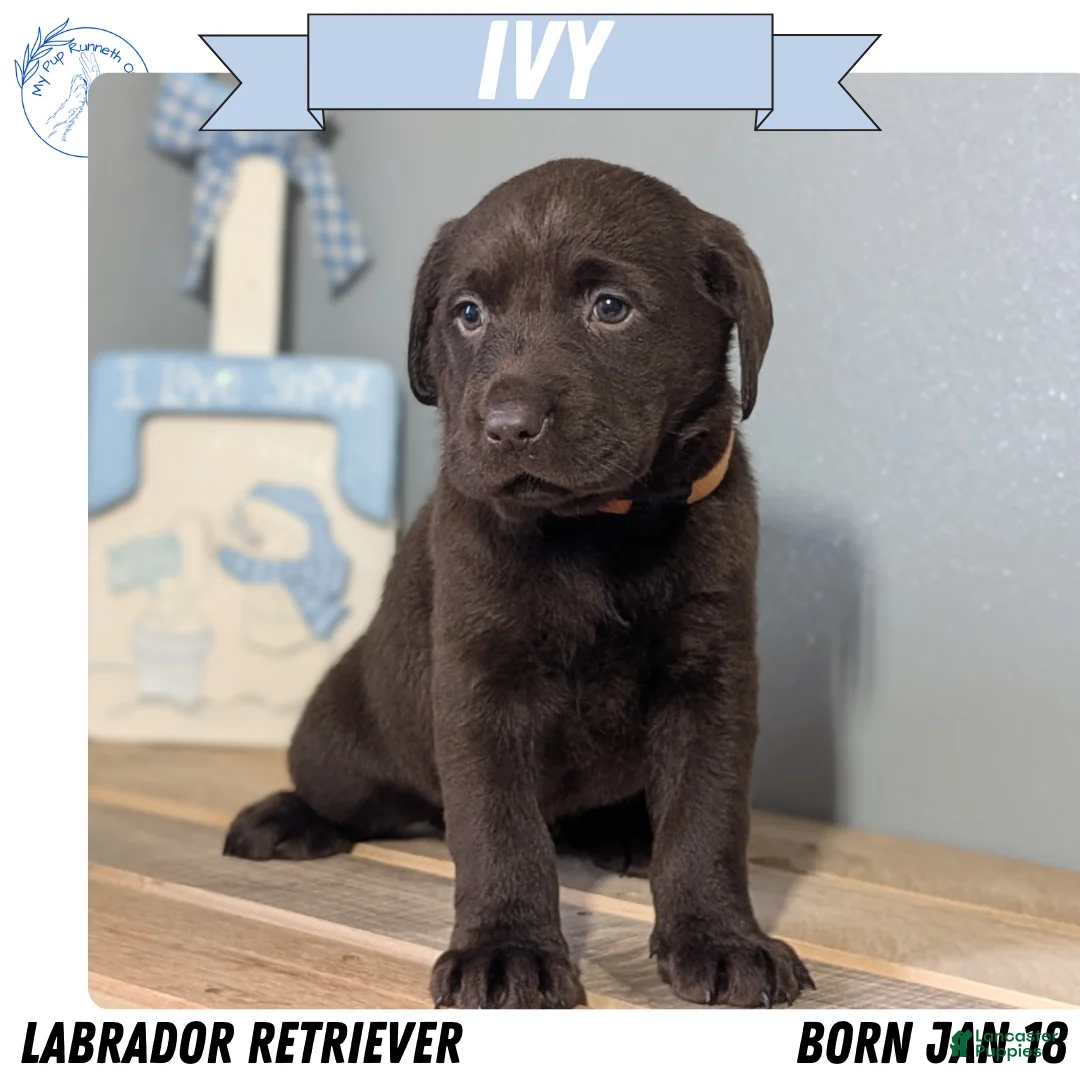 Labrador Retriever dogs for sale: Ivy - Ad 1