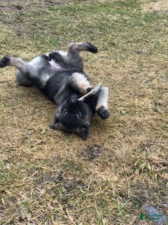 Norwegian Elkhound dogs Yrsa  - Ad 2