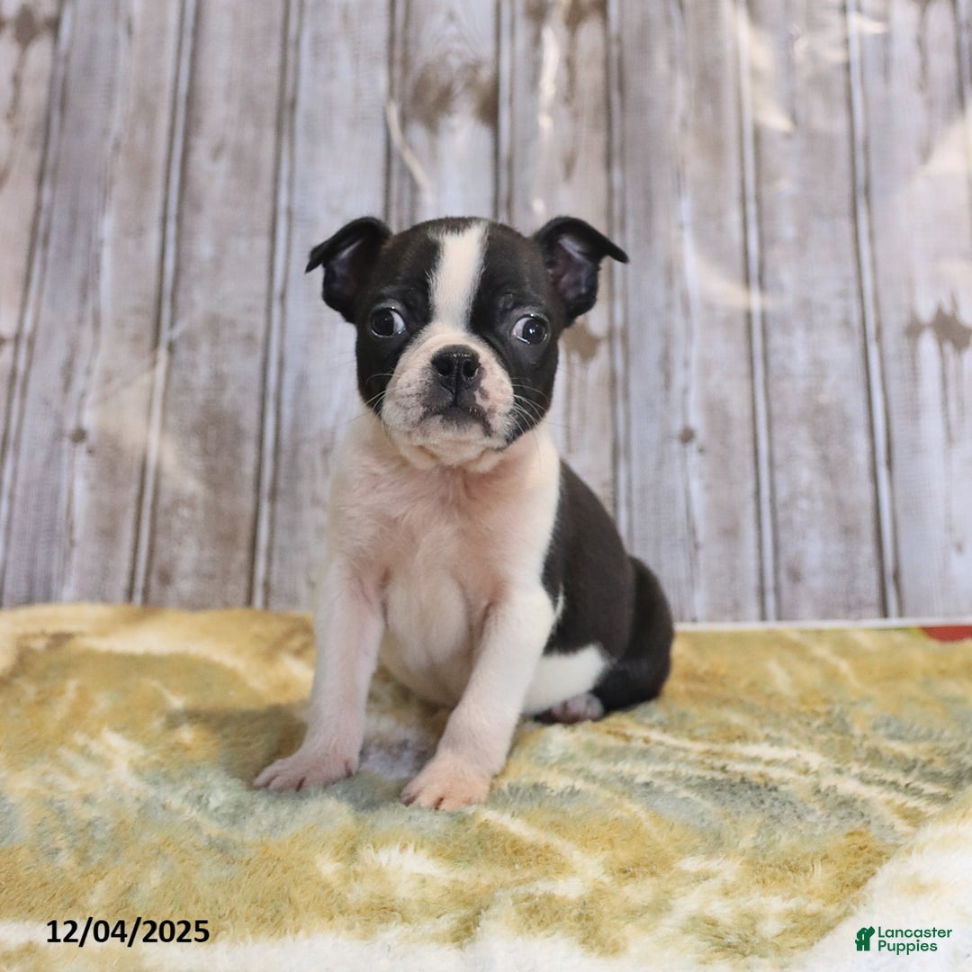 Boston Terrier dogs for sale: Ruby - Ad 3