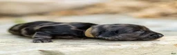 Miniature Dachshund dogs for sale: Pepper Miniature Dachshund  - Ad 3