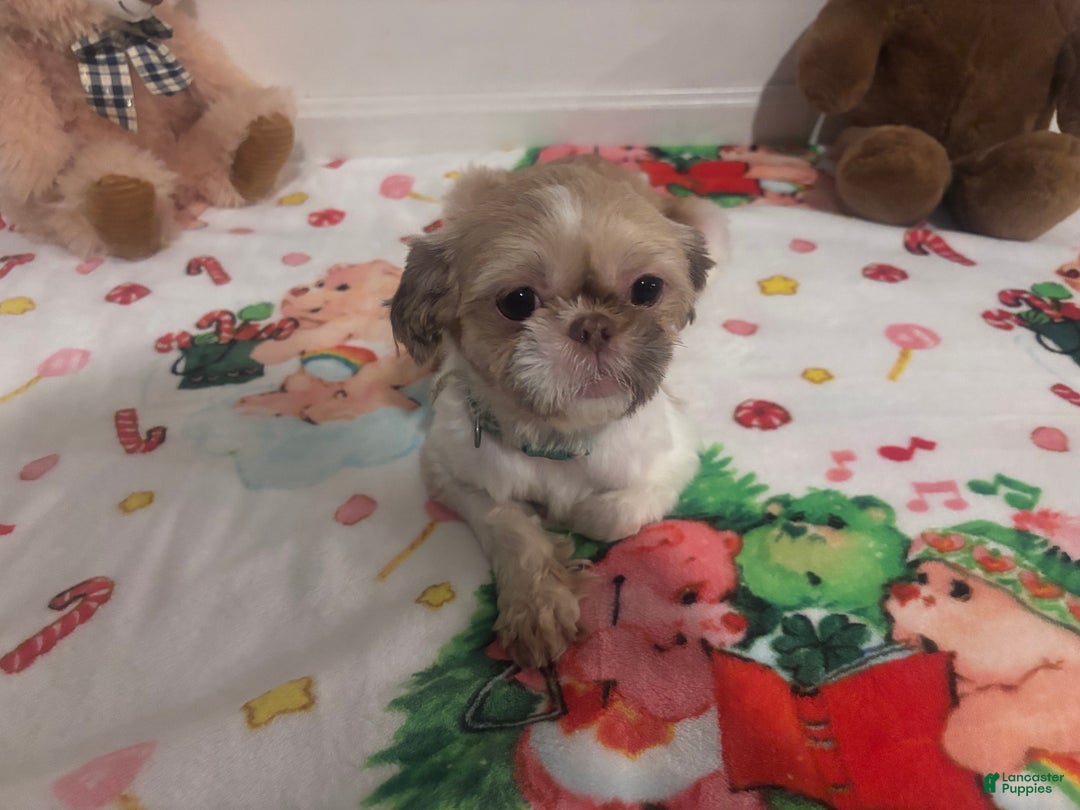 Shih Tzu dogs for sale: Duchess  - Ad 2