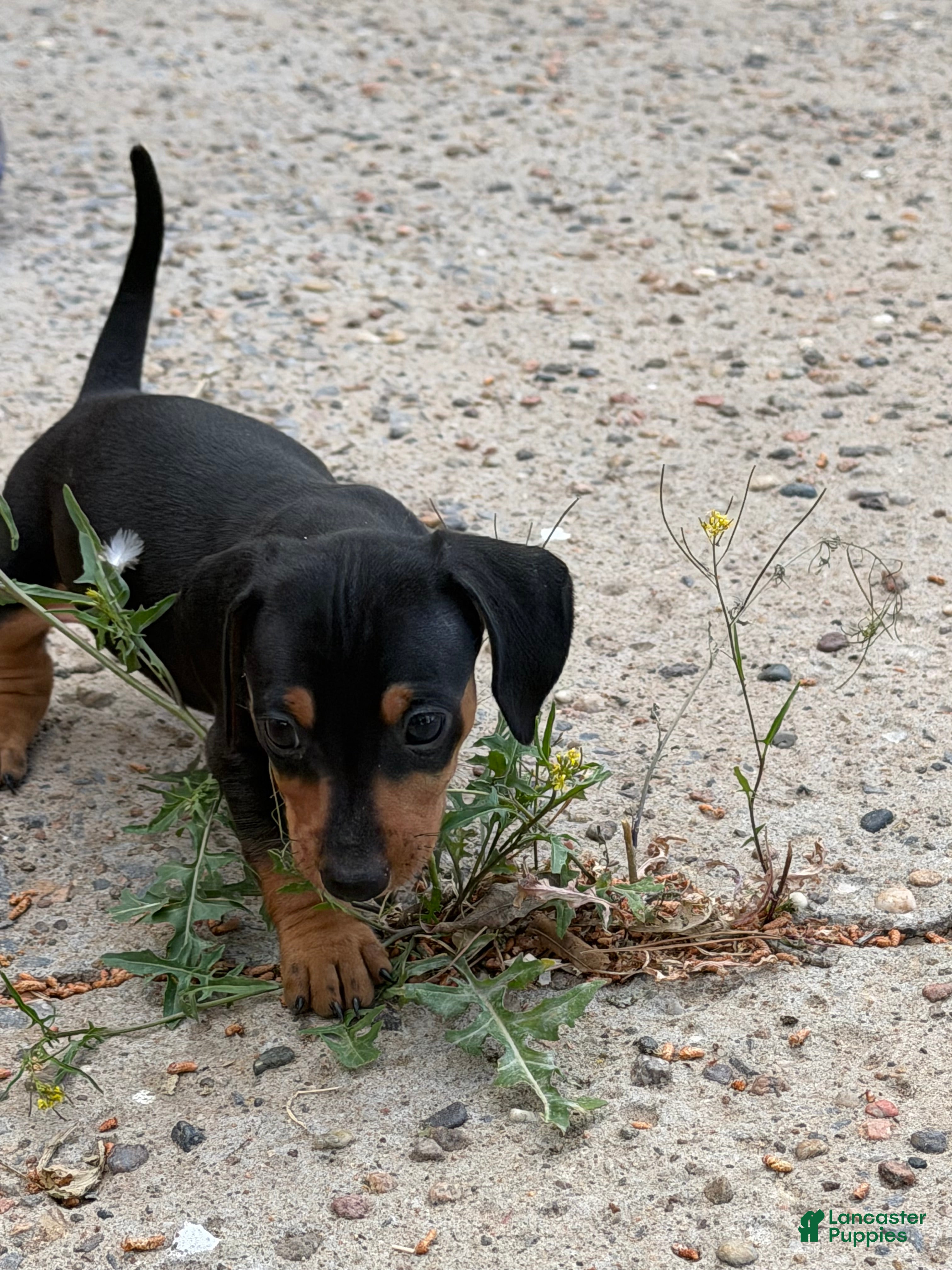 Miniature Dachshund dogs Miniature Dachshund Puppy 3 - Ad 3