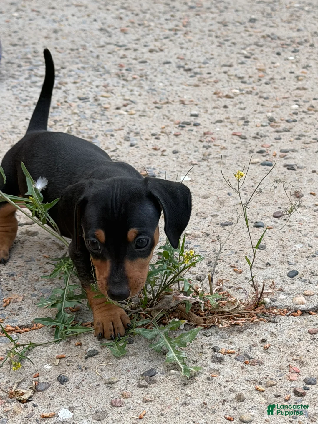 Miniature Dachshund dogs for sale: Miniature Dachshund Puppy 3 - Ad 1
