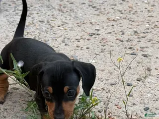 Miniature Dachshund dogs Miniature Dachshund Puppy 3 - Ad 5