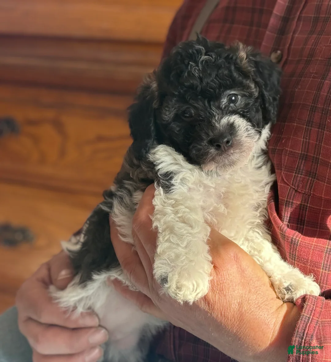 Bichpoo dogs for sale: Bandit - Ad 11