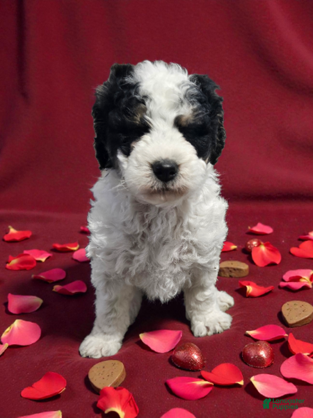 Mini Bernedoodle dogs for sale: Bella - Ad 1