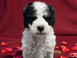 Mini Bernedoodle dogs Bella - Ad 14