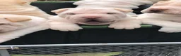 Shar Pei dogs for sale: Shar Pei Puppy 1 - Ad 3