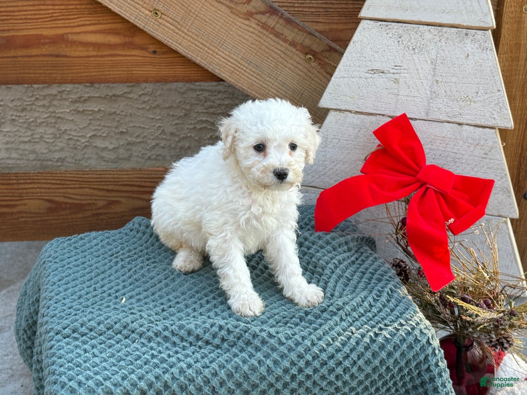 Bichpoo dogs for sale: Audrey - Ad 8