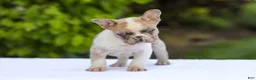 French Bulldog dogs for sale: Copper - Ad 5
