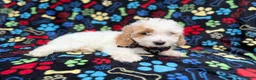 Cockapoo dogs for sale: Larry - Ad 5