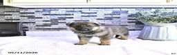 German Shepherd dogs for sale: Cody - Ad 2