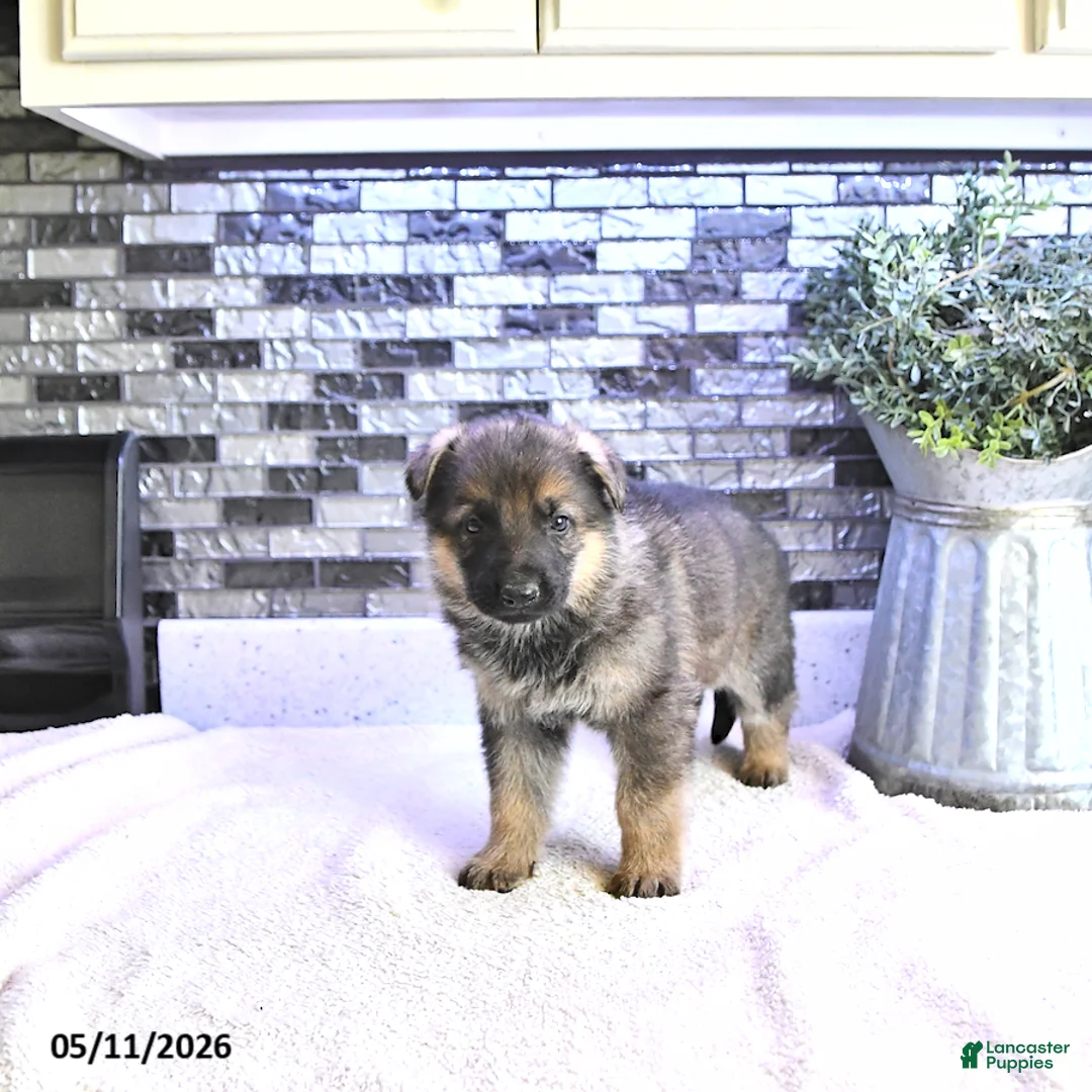 German Shepherd dogs for sale: Cody - Ad 2