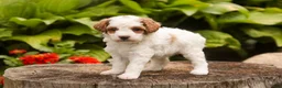 Miniature Poodle dogs for sale: Zephyr - Ad 5