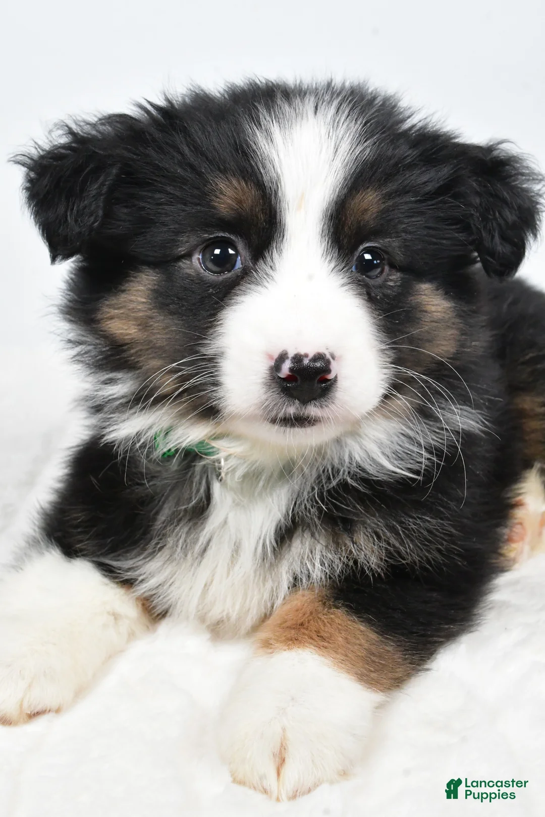 Miniature Australian Shepherd dogs for sale: Lila - Ad 7