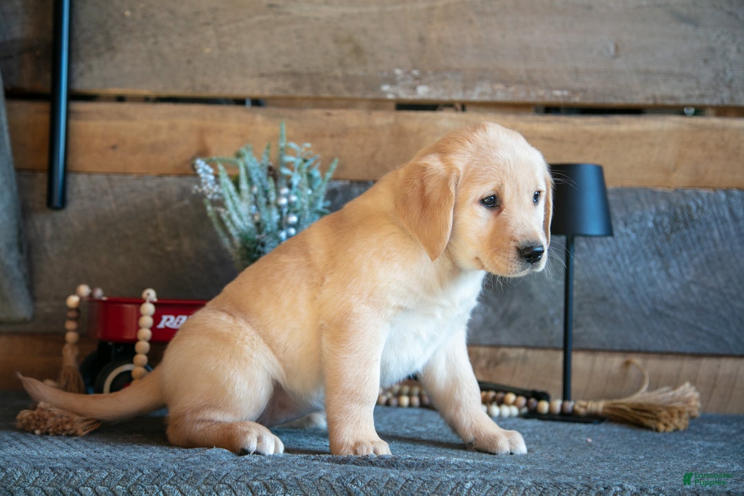 Goldador dogs for sale: Penny - Ad 2