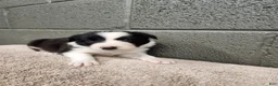 Border Collie dogs for sale: Charlie - Pure Breed Border collie  - Ad 4