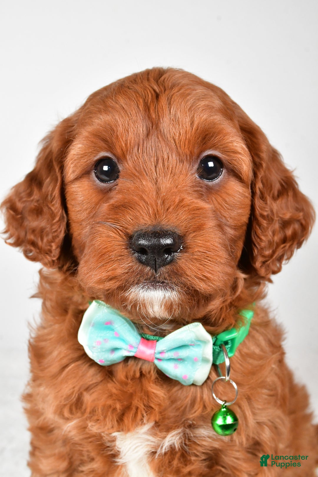 Cavapoo dogs for sale: Titus - Ad 4