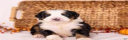 Bernese Mountain Dog dogs for sale: Ringo - Ad 3