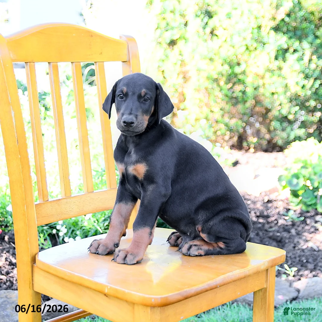 Doberman Pinscher dogs for sale: Troy - Ad 2