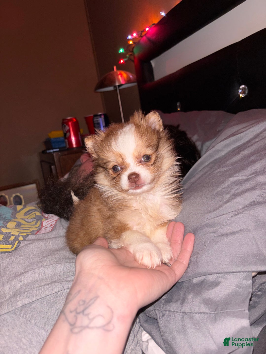 Pomeranian dogs for sale: Pomeranian Puppy 4 - Ad 1