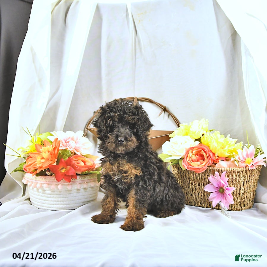 Miniature Poodle dogs Aj  - Ad 2