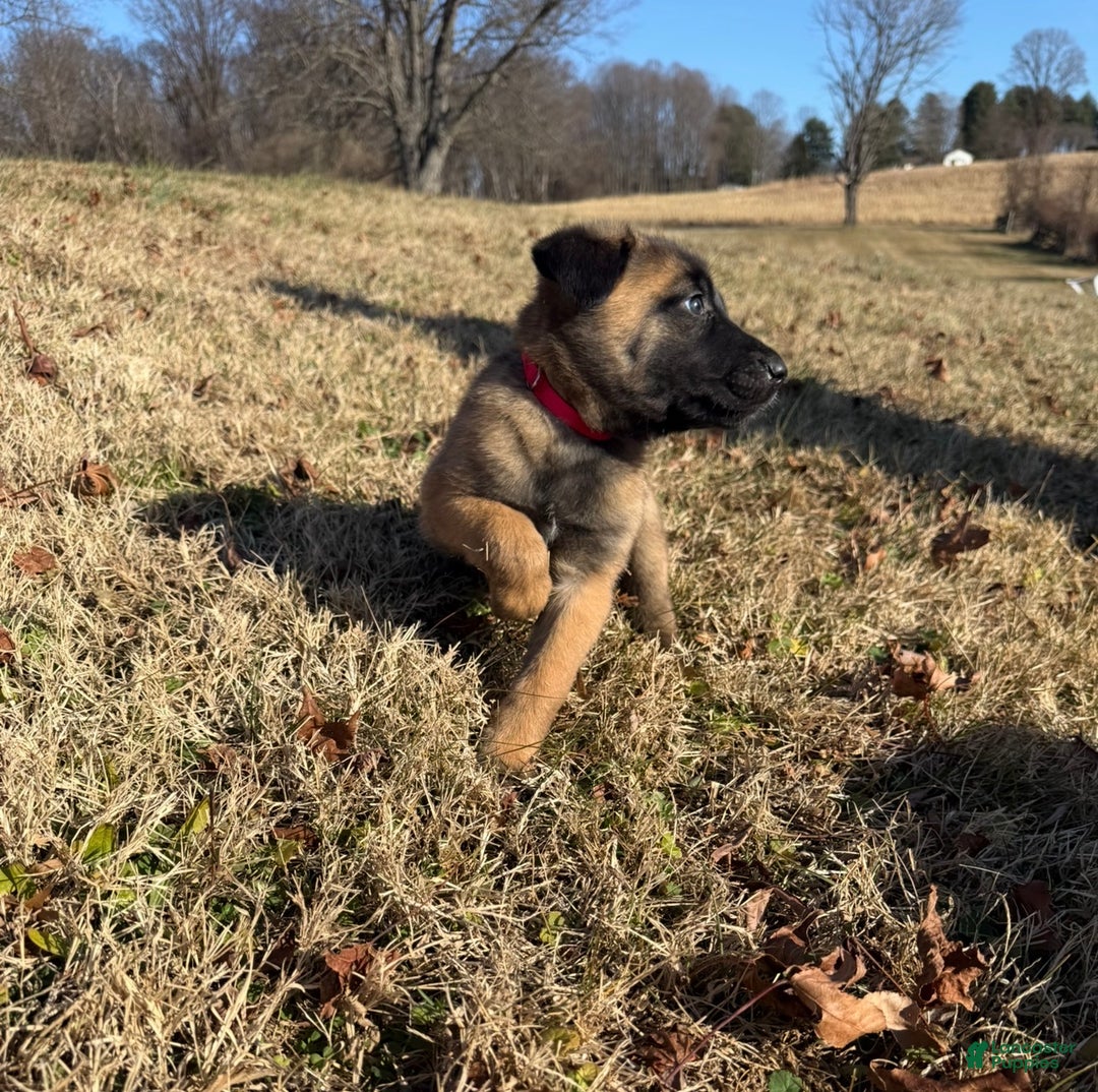 Belgian Malinois dogs for sale: Belgian Malinois Puppy 7 - Ad 2