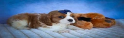 Cavalier King Charles Spaniel dogs for sale: Patches💙 - Ad 14
