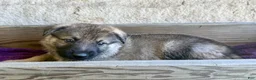 German Shepherd dogs for sale: Miles - Ad 15