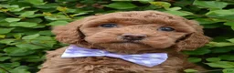 Mini Goldendoodle dogs for sale: Mini Georgia - Ad 7
